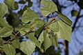 Betula papyrifera 8853