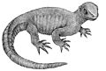 Bild2 Ur-Schildkröte Zeichnung