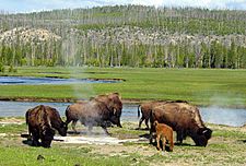 Bison near a hot spring in Yellowstone