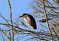 Black Crowned Night Heron - Pileated Woodpecker