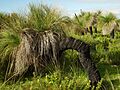 Black boy tree xanthorrhoea australis