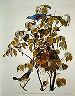 Blue Grosbeak in Birds of America