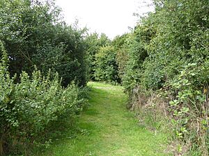 Bridge Wood 5