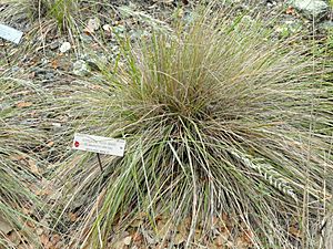 Calamagrostis ophitidis - University of California Botanical Garden - DSC09045.JPG