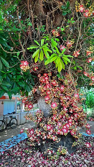 CanonBall tree with flowers panmana kollam.jpg