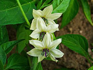 Capsicum frutescens 'Hidalgo' 002