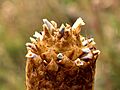 Cardón (Puya trianae) (14277320206)