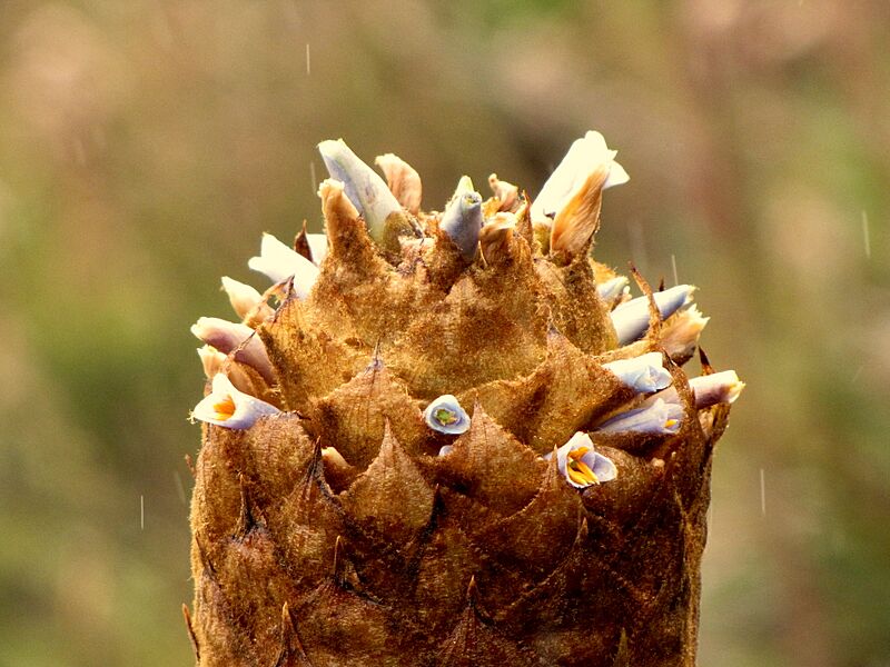 Cardón (Puya trianae) (14277320206)