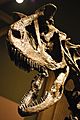 Carnotaurus Skull