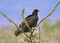 Cathartes aura -Mexico-8