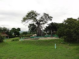 Ceiba Tree at Ceiba Tree Park in Barrio San Anton in Ponce, PR (DSC00213).jpg