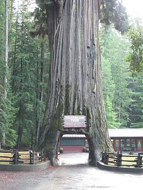 Photo of the tree. Tree has a tunnel through the center of the trunk.
