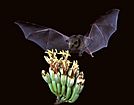 Choeronycteris mexicana, Mexican long-tongued bat (7371567444)