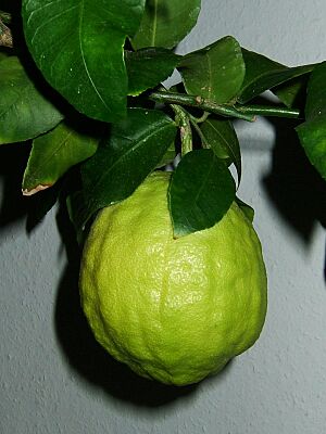 Citrus medicus fruit