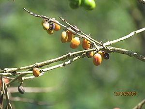 Coffee berries on a branch