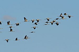 Common Crane, Spain