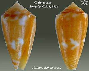 Conus flavescens 2