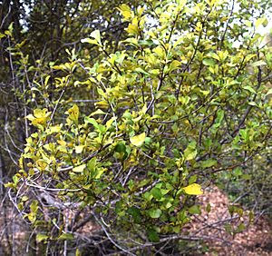 Coprosma arborea in Auckland Botanic Gardens 04.jpg