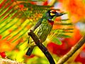 DSCN3328 นกตีทอง Coppersmith barbet โดย ไตรสรณ์ ไตรบุญ