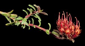 Darwinia sanguinea - Flickr - Kevin Thiele.jpg