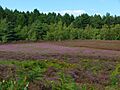 Dersingham bog heather