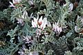 Deseret milkvetch (Astragalus desereticus) (31496944828)