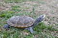 Diamond terrapin turtle reptile malaclemys terrapin