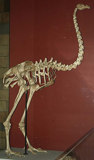 Dinornis maximus, Natural History Museum (PV A 608)