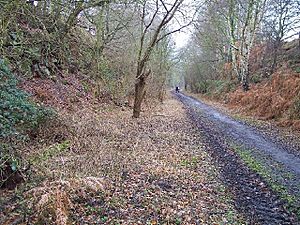 Disused railway cutting, Blackbrook Wood, Shepshed, Leicestershire - geograph.org.uk - 126643.jpg
