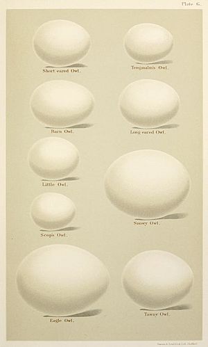 Eggs of British Birds Seebohm 1896 Plate6