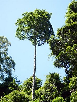 Elaeocarpus obovatus Gap Creek Watagan Hills.JPG