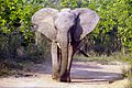 Elephant (Loxodonta Africana) 03