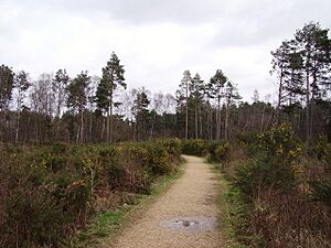 Elvetham Heath Nature Reserve - geograph.org.uk - 722746
