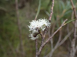 Eucalyptus approximans flowers.jpg