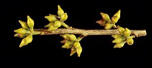 Eucalyptus cadens buds