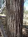 Eucalyptus caliginosa bark
