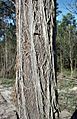 Eucalyptus globoidea bark