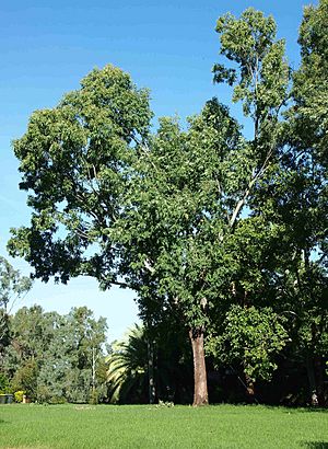 Eucalyptus raveretiana.jpg
