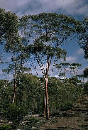 Eucalyptus steedmanii.jpg