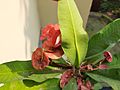Euphorbia milii bd