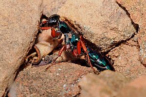 Female blue ant03