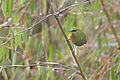 Fire-tailed Myzornis On Bamboo Strand Pangolakha Wildlife Sanctuary East Sikkim India 14.05.2016
