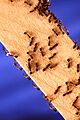 Fire ants