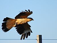 Flickr - Dario Sanches - CARRAPATEIRO ( Milvago chimachima )