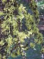 Fruticose lichen branches blackpine lake