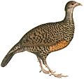 Galloperdix spadicea spadicea Hardwicke white background
