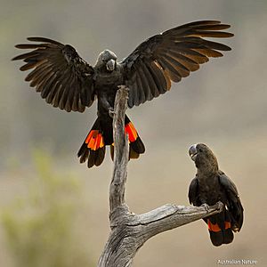 Glossy Black Cockatoos fly in to drink during our devastating bush fires 2020
