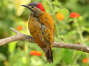 Golden-Olive Woodpecker.jpg