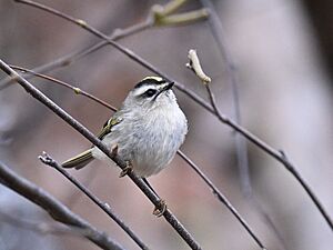 Golden-crowned Kinglet - 53371123717