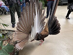 Great Argus displaying wings 1